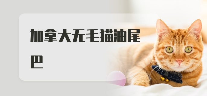 加拿大无毛猫油尾巴