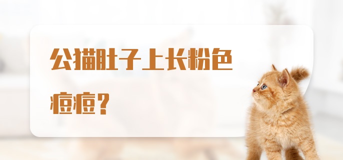 公猫肚子上长粉色痘痘？