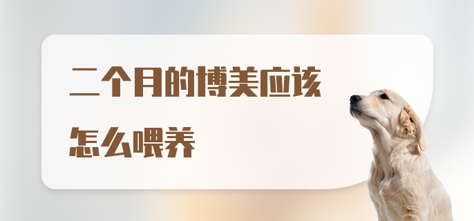 二个月的博美应该怎么喂养