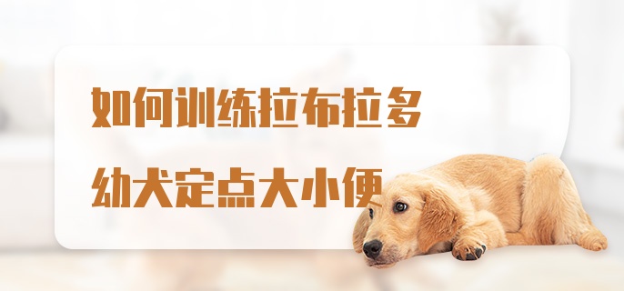 如何训练拉布拉多幼犬定点大小便