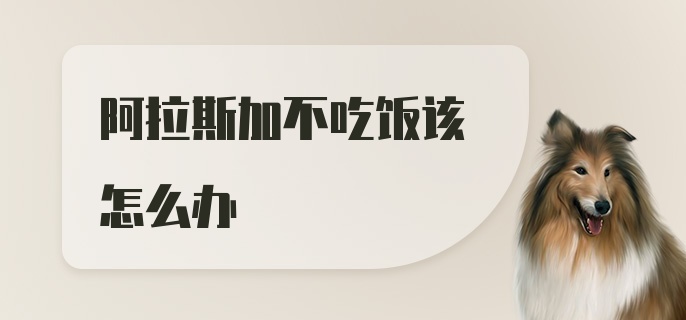 阿拉斯加不吃饭该怎么办