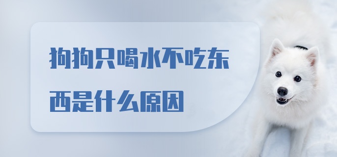 狗狗只喝水不吃东西是什么原因