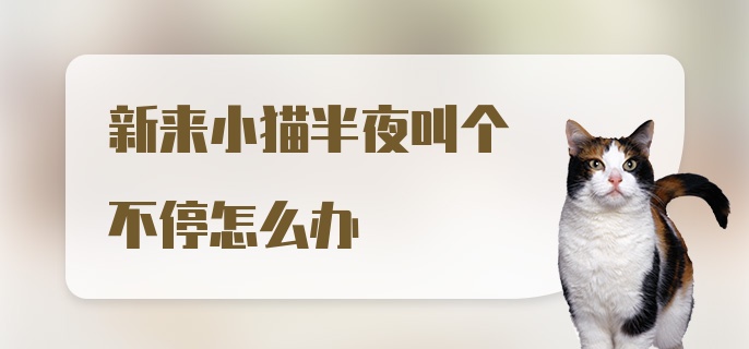 新来小猫半夜叫个不停怎么办