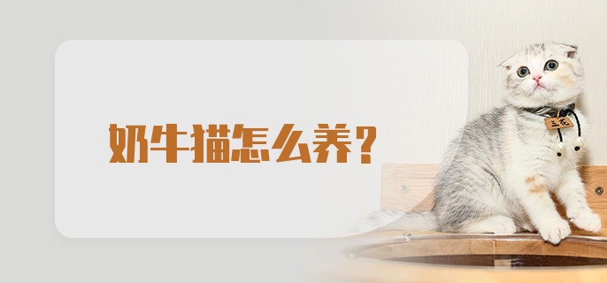 奶牛猫怎么养？