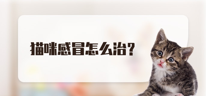 猫咪感冒怎么治?