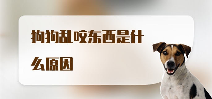 狗狗乱咬东西是什么原因