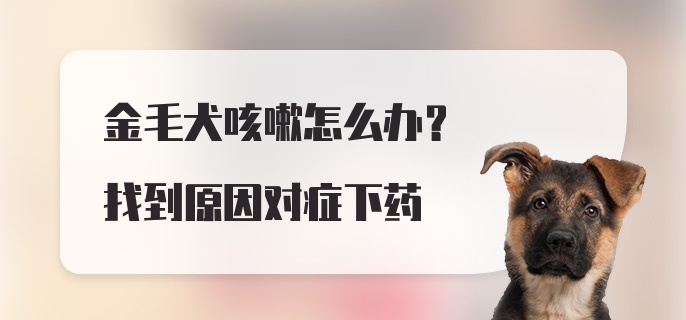 金毛犬咳嗽怎么办？找到原因对症下药