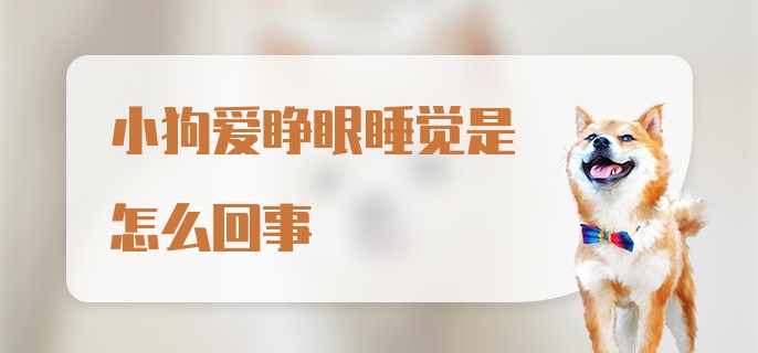 小狗爱睁眼睡觉是怎么回事