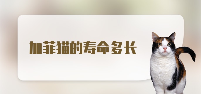 加菲猫的寿命多长