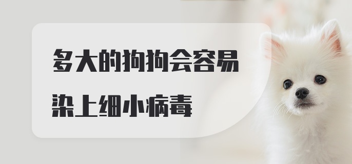 多大的狗狗会容易染上细小病毒