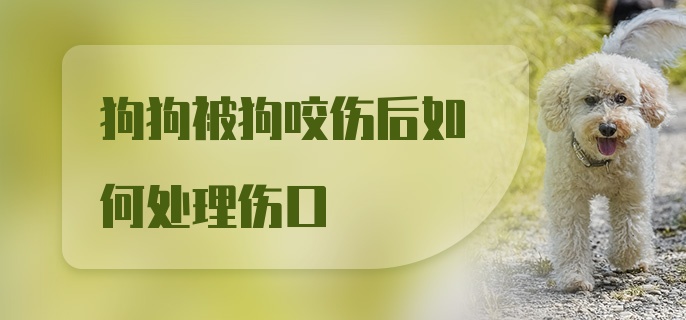 狗狗被狗咬伤后如何处理伤口