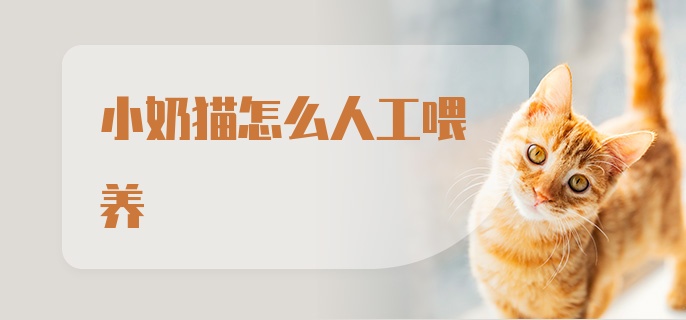 小奶猫怎么人工喂养