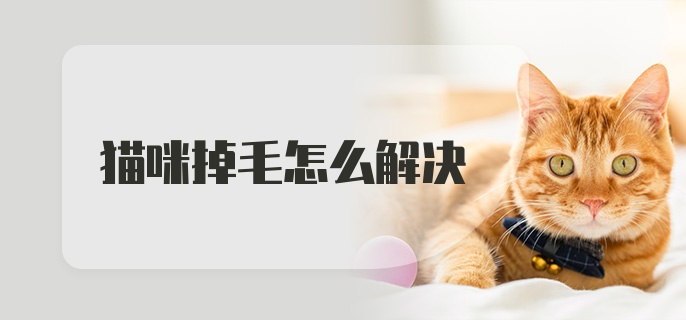 猫咪掉毛怎么解决