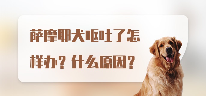 萨摩耶犬呕吐了怎样办？什么原因？