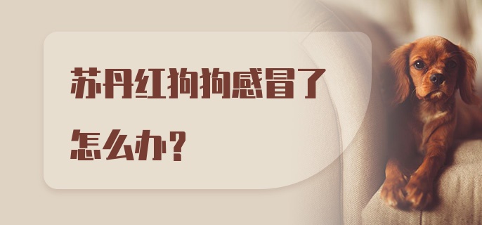 苏丹红狗狗感冒了怎么办?