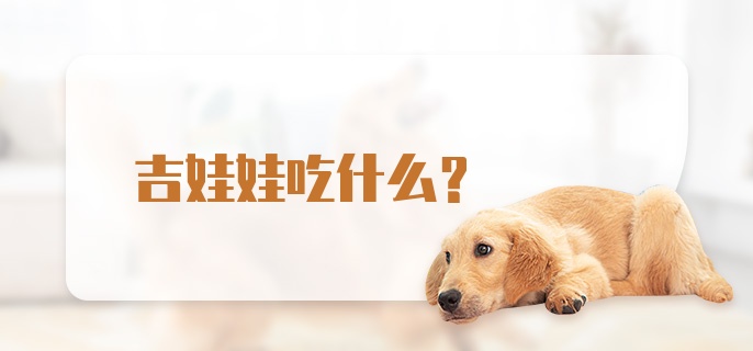 吉娃娃吃什么？