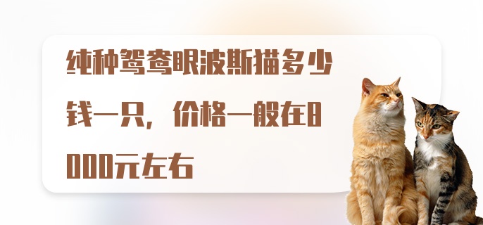 纯种鸳鸯眼波斯猫多少钱一只，价格一般在8000元左右