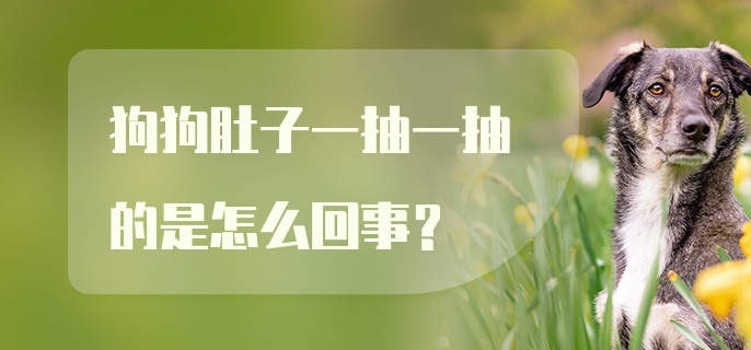 狗狗肚子一抽一抽的是怎么回事？