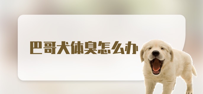 巴哥犬体臭怎么办