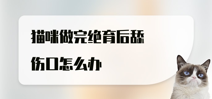 猫咪做完绝育后舔伤口怎么办