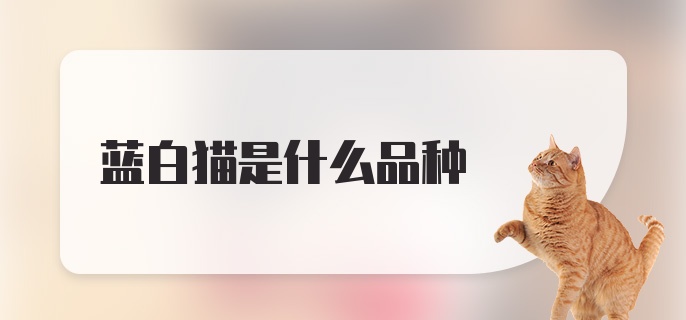 蓝白猫是什么品种