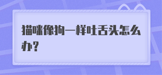 猫咪像狗一样吐舌头怎么办？