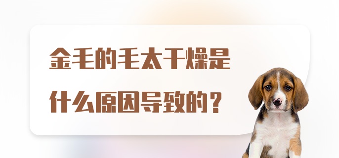 金毛的毛太干燥是什么原因导致的？