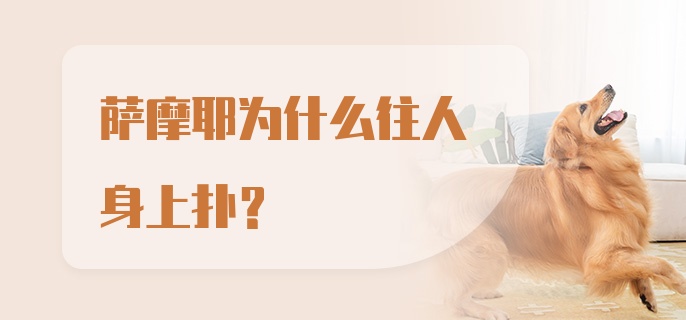 萨摩耶为什么往人身上扑？