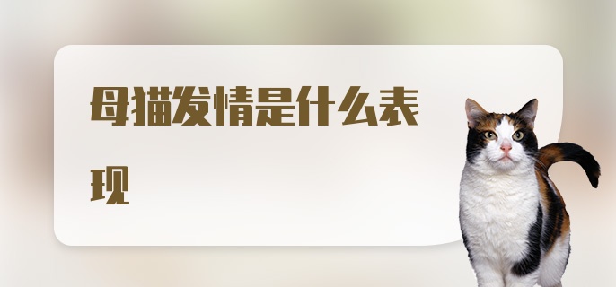 母猫发情是什么表现