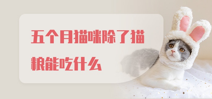 五个月猫咪除了猫粮能吃什么