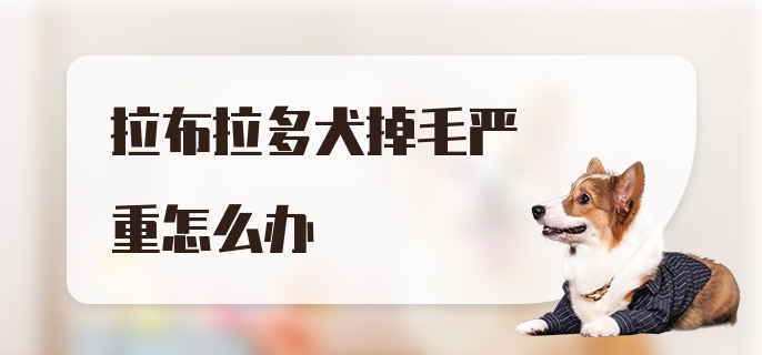 拉布拉多犬掉毛严重怎么办