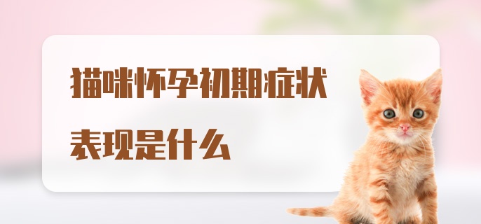 猫咪怀孕初期症状表现是什么