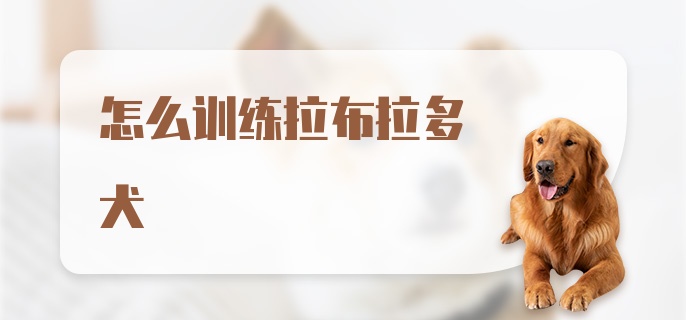 怎么训练拉布拉多犬