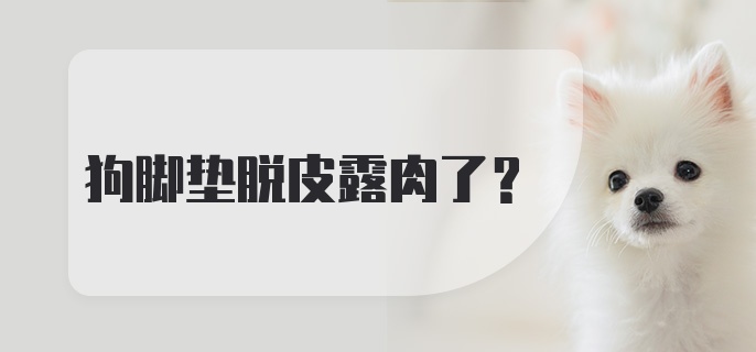 狗脚垫脱皮露肉了？