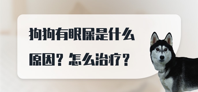 狗狗有眼屎是什么原因？怎么治疗？