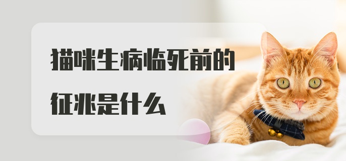 猫咪生病临死前的征兆是什么