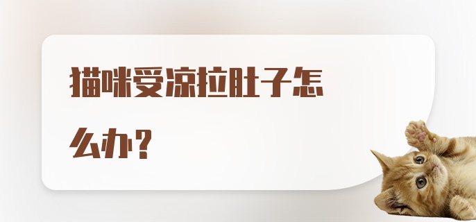 猫咪受凉拉肚子怎么办?