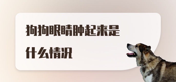 狗狗眼睛肿起来是什么情况