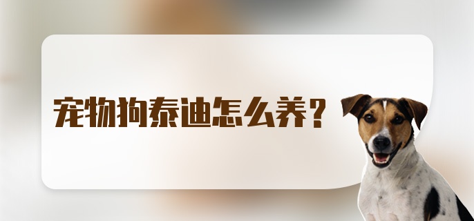 宠物狗泰迪怎么养？