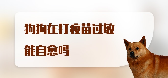 狗狗在打疫苗过敏能自愈吗