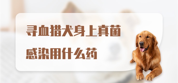 寻血猎犬身上真菌感染用什么药