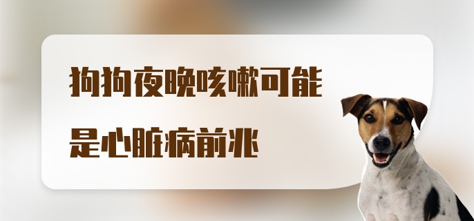 狗狗夜晚咳嗽可能是心脏病前兆