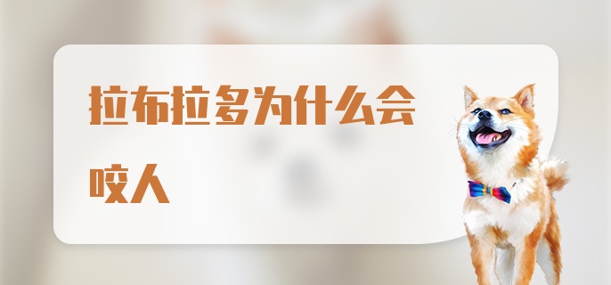 拉布拉多为什么会咬人