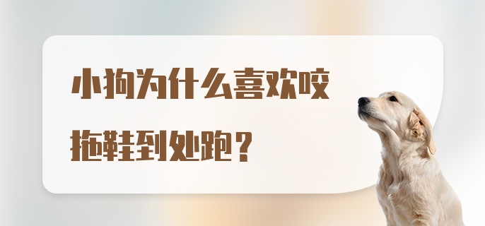 小狗为什么喜欢咬拖鞋到处跑？