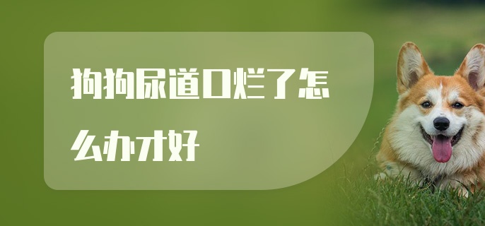 狗狗尿道口烂了怎么办才好