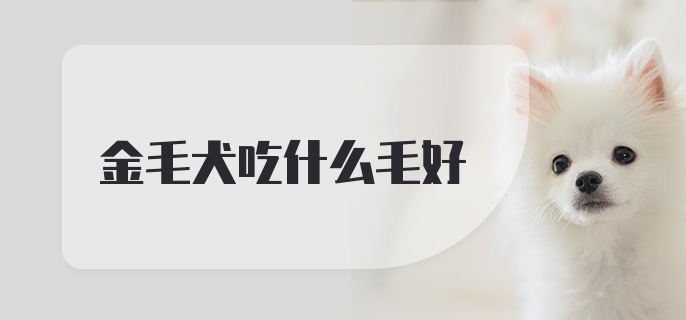 金毛犬吃什么毛好