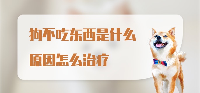 狗不吃东西是什么原因怎么治疗