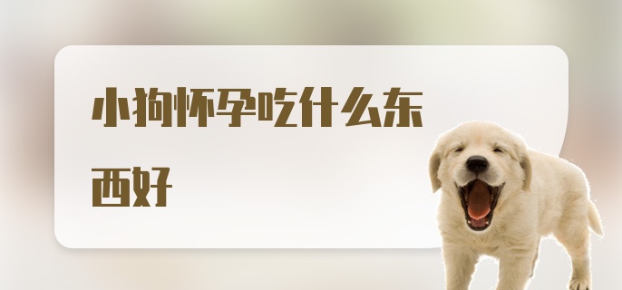 小狗怀孕吃什么东西好