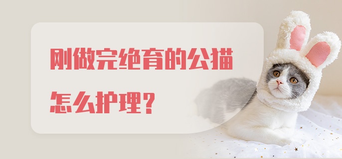 刚做完绝育的公猫怎么护理？