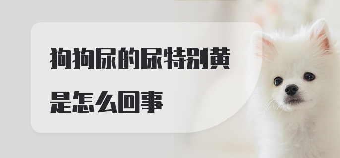 狗狗尿的尿特别黄是怎么回事